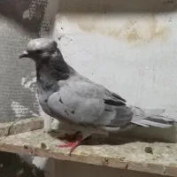 کبوتر|پرنده|هشتگرد, شهرک راه آهن|دیوار