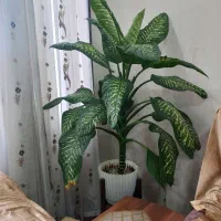 گل دیفن باخیا