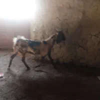 بز پلنگی گوش بلند