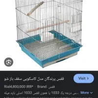 طوطی بریزلی