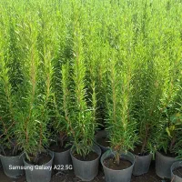 فروش عمده گل های فصلی( رزماری )( زرشک )