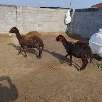 گوسفند|حیوانات مزرعه|آق قلا, |دیوار