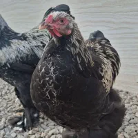 خروس برهما|حیوانات مزرعه|گوراب زرمیخ, |دیوار