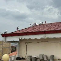 تعدادی کبوتر پرشی|پرنده|رشت, حمیدیان|دیوار