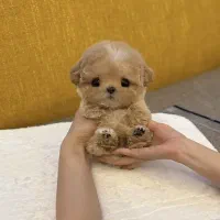 عروسکی جیبی|سگ|تهران, مرزداران|دیوار