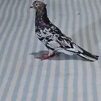 شهرستان کارون کانتکس