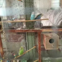 پرنده مرغ عشق|پرنده|پیر بکران, |دیوار