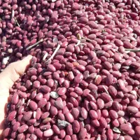 لوبیا قرمز درجه یک