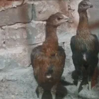 مرغ لاری اصیل