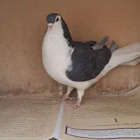 ماده زرهی پاک