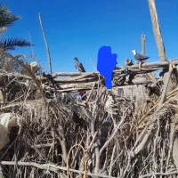 کبوتر سبز و مگس و رنگی|پرنده|خاش, |دیوار