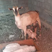 بز دوقلو|حیوانات مزرعه|بندرعباس, |دیوار