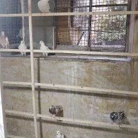 کفتر کفتر بازی خوراک جوجه کشی