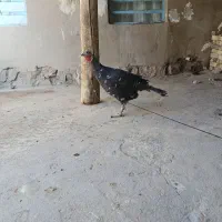 بوقلمون|حیوانات مزرعه|نورآباد, |دیوار