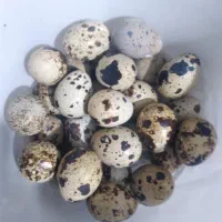 تخم نطفه دار بلدرچین وجوجه بلدرچین