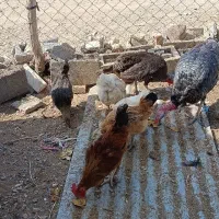 مرغ و خروس و بوقلمون|حیوانات مزرعه|یزد, |دیوار