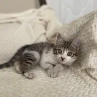 بچه گربه