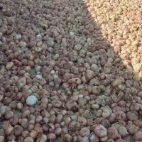 فروش پیاز اورگانیک به صورت عمده و خرده|خوردنی و آشامیدنی|سجاس رود, |دیوار