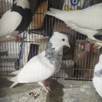 طوقی درجه یک|پرنده|فردیس, داوری|دیوار