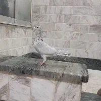 کفتر|پرنده|کنگاور, |دیوار