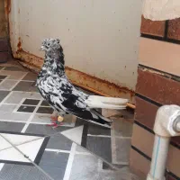 فروش نر کوهی دم سفید