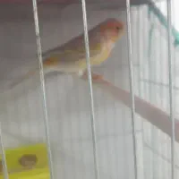 بزرگترین مجموعه قناریهای لوکس|پرنده|بهبهان, |دیوار