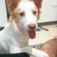 سگ پاکوتاه اشپیتز نر