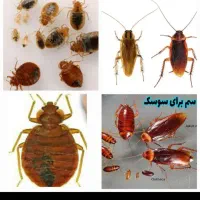 سمپاشی حشرات ۱۰۰ تضمینی کل حشرات وغیره شرکت تندیس|خدمات نظافت|تهران, فاطمی|دیوار