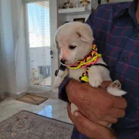 هاپوکوچولوشیرینوبانمک،۲میلیون،مینیاتوری