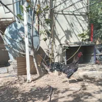 مرغ ویروس لاری اصل هراتی