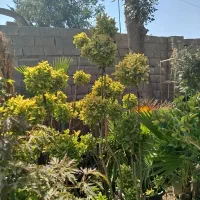 گیاهان فضای سبز
