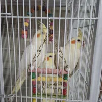 عروس‌هلندی