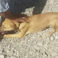 فروش خرگوش وسگ نگهبان