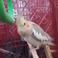 عروس هلندی تخم گذار|پرنده|مرند, |دیوار