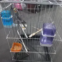 فروشی|پرنده|رباطکریم, الارد|دیوار