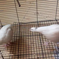 بلدرچین|حیوانات مزرعه|کاشان, باغ ماجد|دیوار