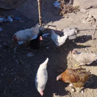 مرغ و خروس|حیوانات مزرعه|اسلامیه, |دیوار