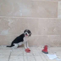 سگ گم شده