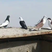 کفتر هوایی ضدوخوردی|پرنده|بردسکن, |دیوار