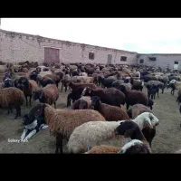 پر گوشت کم چربی گوسفند نروماده قصاب سیار وخونی