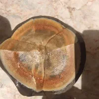 شهاب سنگ   اصلی