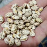 لوبیا چیتی 285