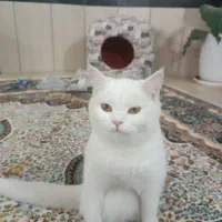 گربه اسکاتیش|گربه|فسا, |دیوار