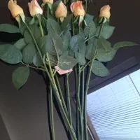 ۹ شاخه گل رز لب صورتی مشابه طبیعی و کاملا نو|گل مصنوعی|مشهد, الهیه|دیوار