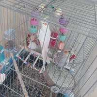 عروس هلندی نر و ماده سرحال