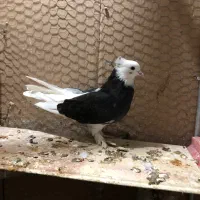 کبوتر شازده تیره هما