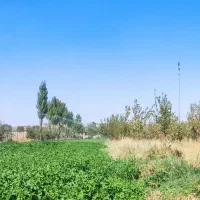 یونجه چین سوم سال اول