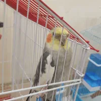 عروس هلندی