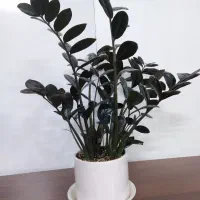 گل طبیعی