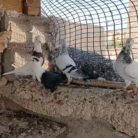 پرنده سالم وسرحال|پرنده|شوشتر, |دیوار